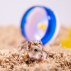 28L Natural Uber Pet Bedding for Small Animals - Image 7