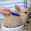 Rabbit Grooming Kit Tear Stain Remover Cleaning Combs Pet Nail Clipper Double-Sided Shampoo Bath Brush for Guinea Pig Bunny - Image 6