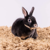 28L Natural Uber Pet Bedding for Small Animals - Image 5