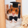 2Pcs/Set Guinea Pig Hat and Bowtie Hamster Costume Outfit Rats Chinchilla Cap Hedgehog Hat Small Pet Items Accessories - Image 7