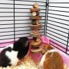 Applewood Chew Toy For Small Animals - Image 3