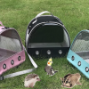 Guinea Pig Carrier Backpack, Clear Bubble Window Backpack for Guinea Pig, Bunny - Image 5