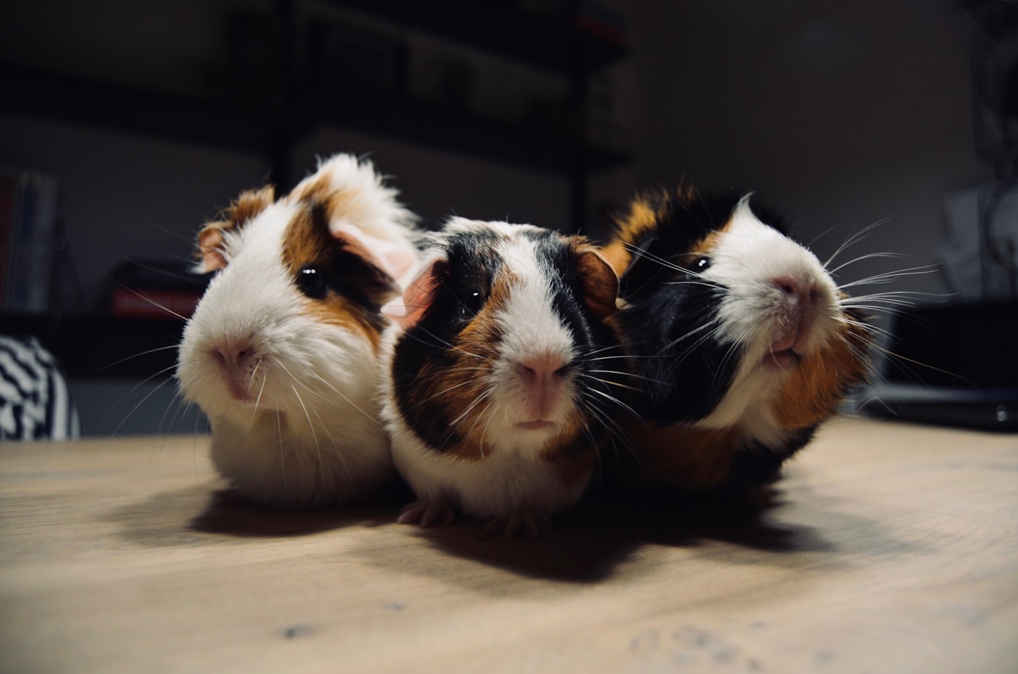 How to Build the Ideal Guinea Pig Habitat