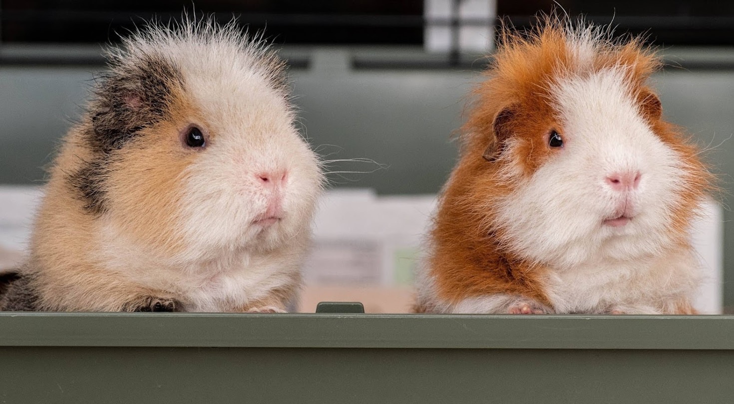 🥕 The Ultimate Guinea Pig Diet Guide: Happy Tummies, Healthy Piggies