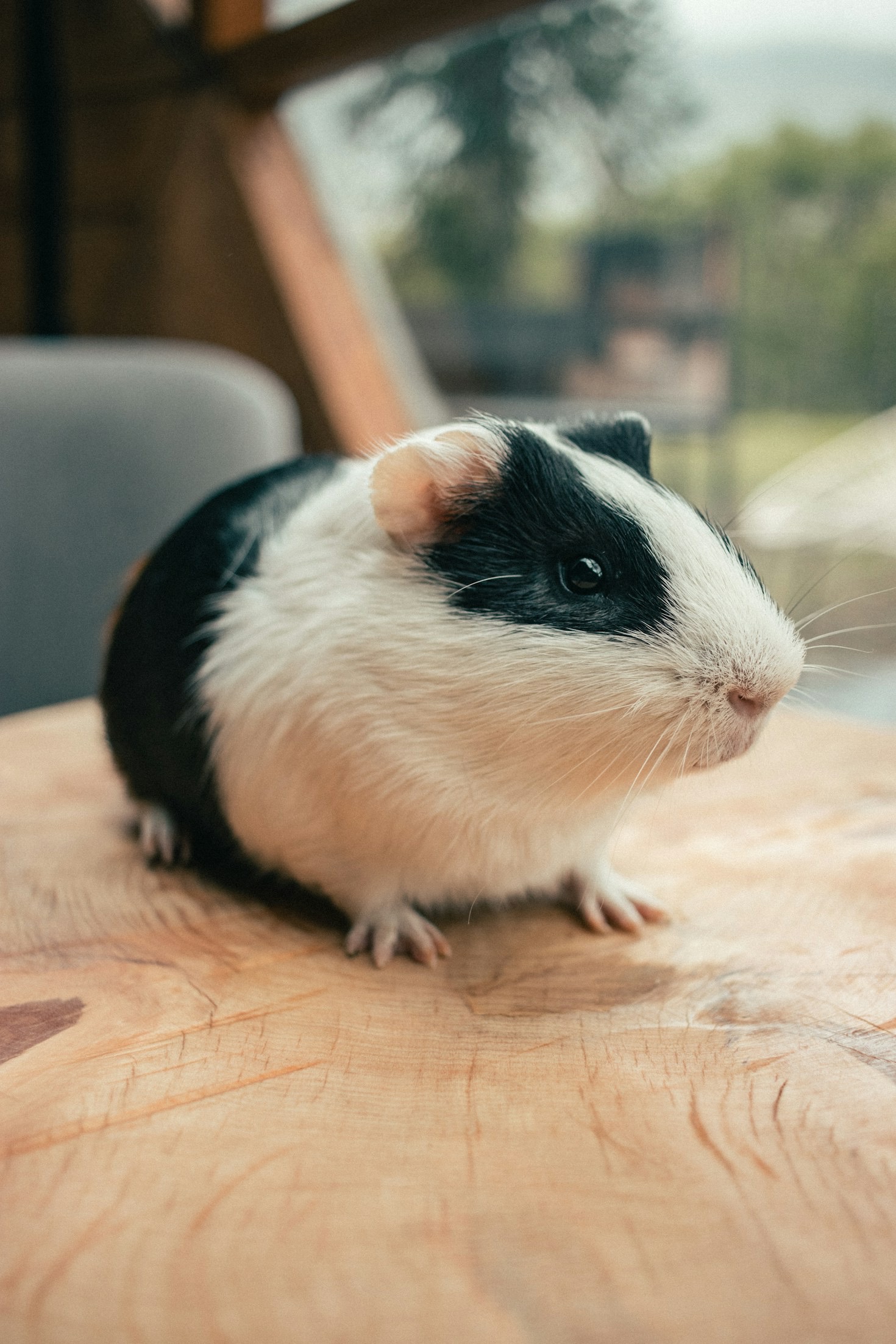Top Tips for Happy and Healthy Guinea Pigs