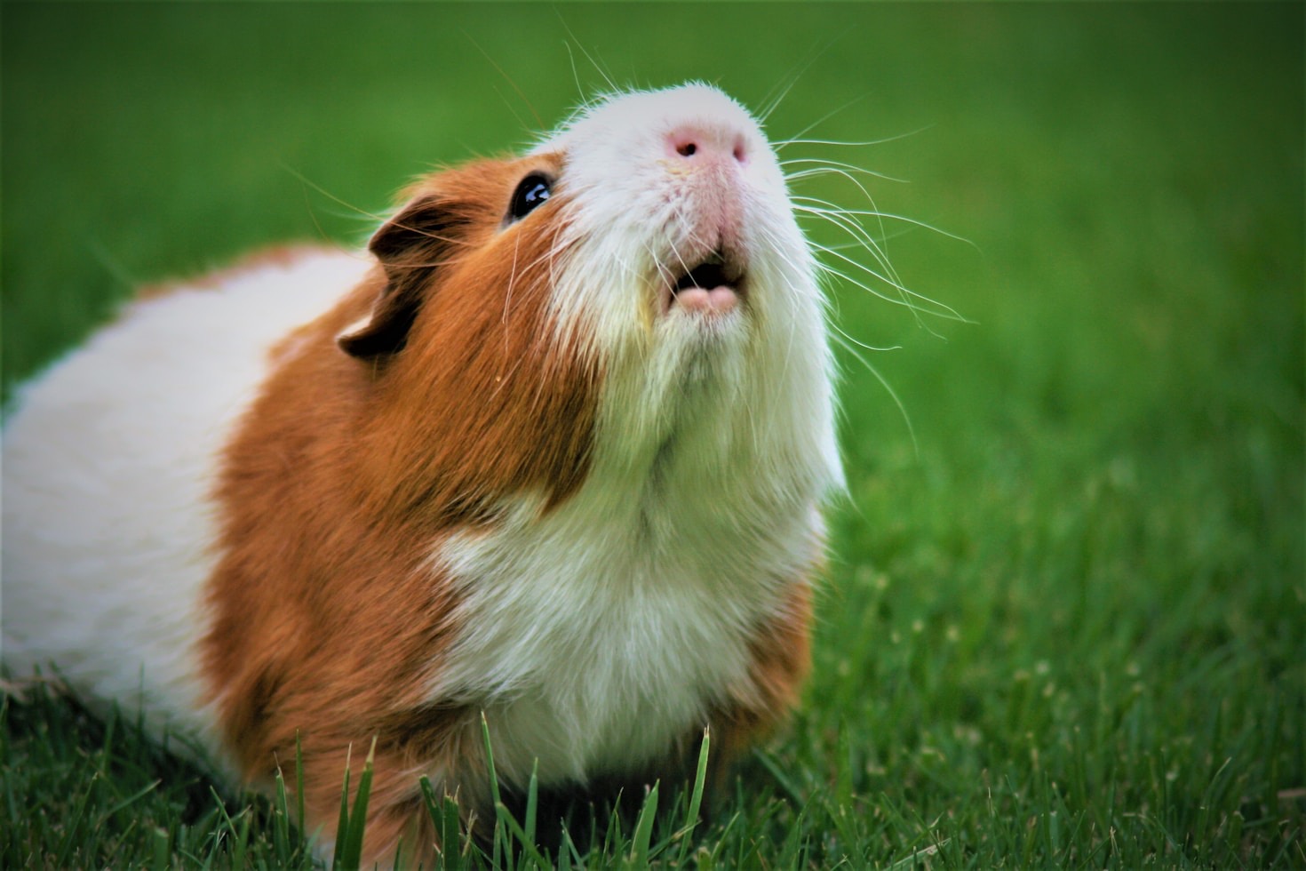 Charming Stories from Guinea Pig Owners