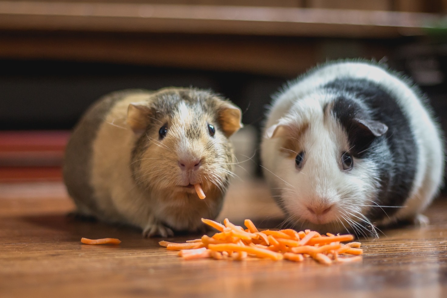 Best Practices for Guinea Pig Grooming