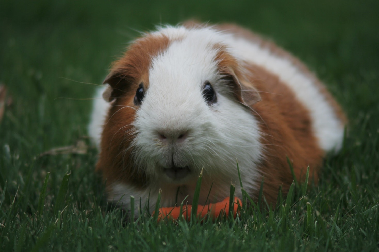 How to Bond with Your Guinea Pig (Blueberry & Ginger Approved)