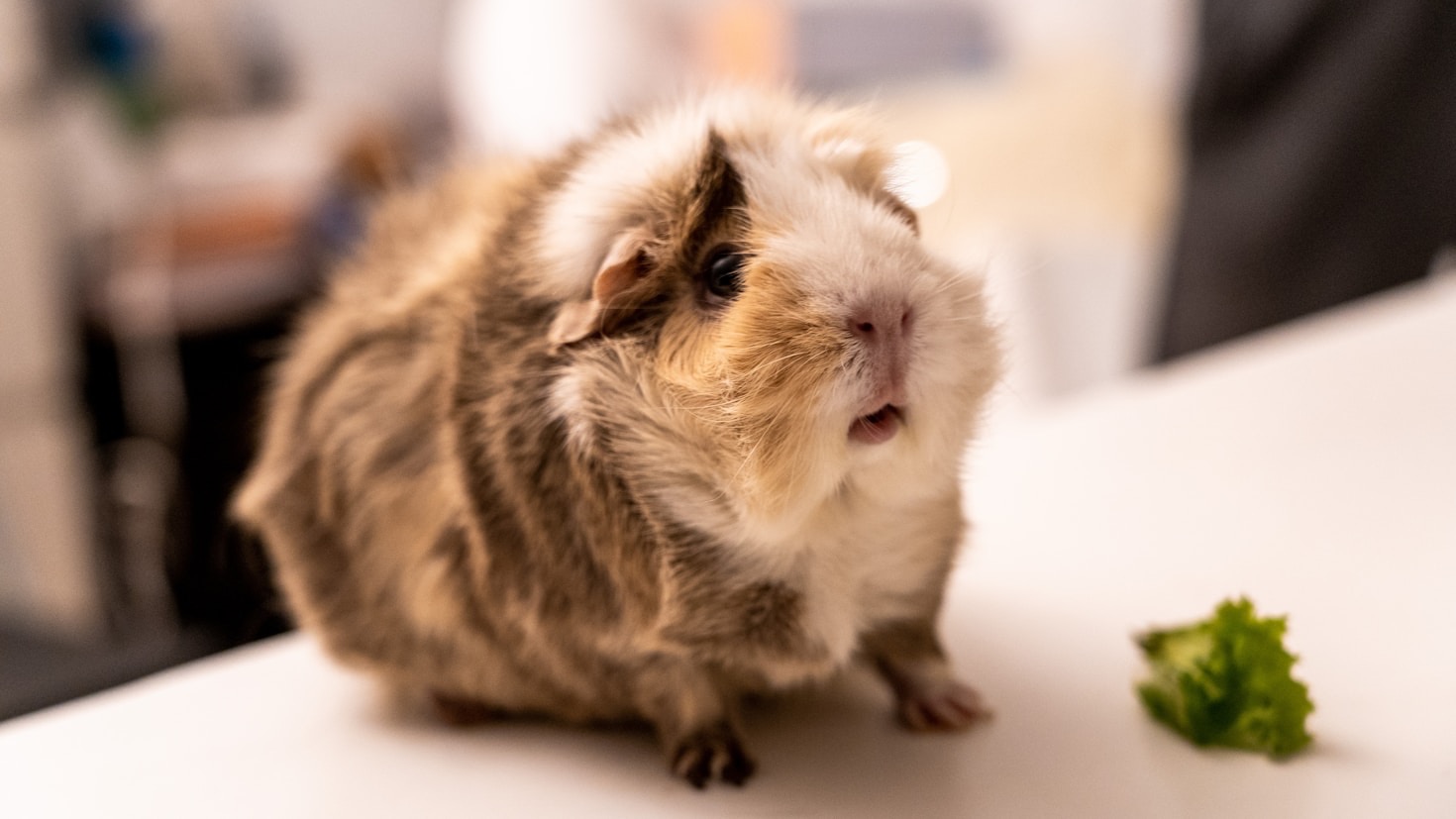 From Ancient Andes to Cozy Cages: The History and Charm of Guinea Pigs