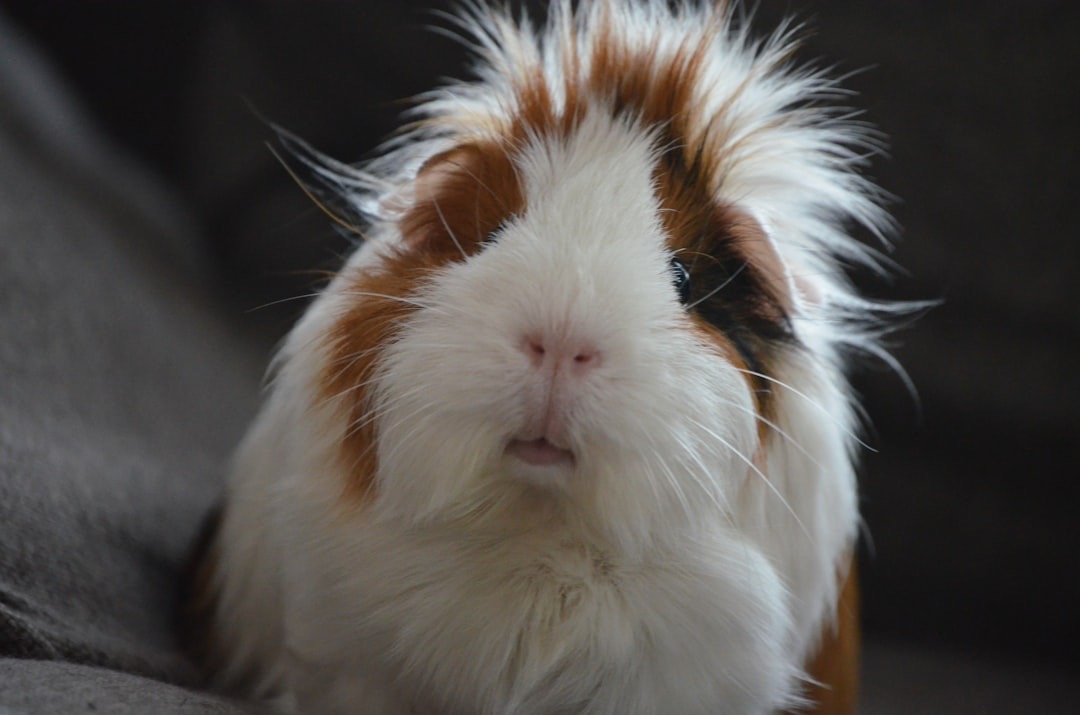 🐹 How Much Does a Happy, Healthy Guinea Pig Really Cost?