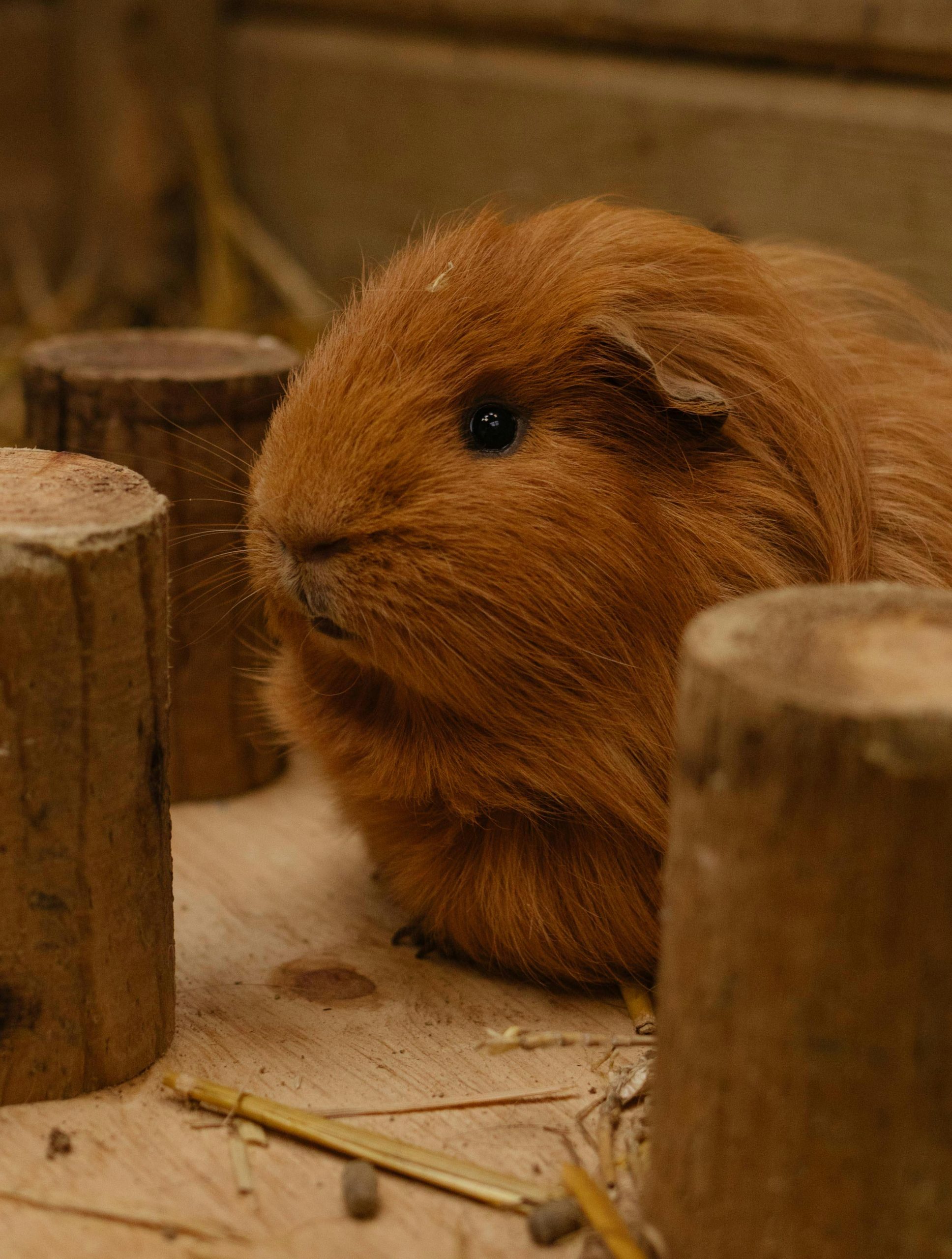 🧼 DIY Safe Cleaning Solution for Your Guinea Pig Habitat!