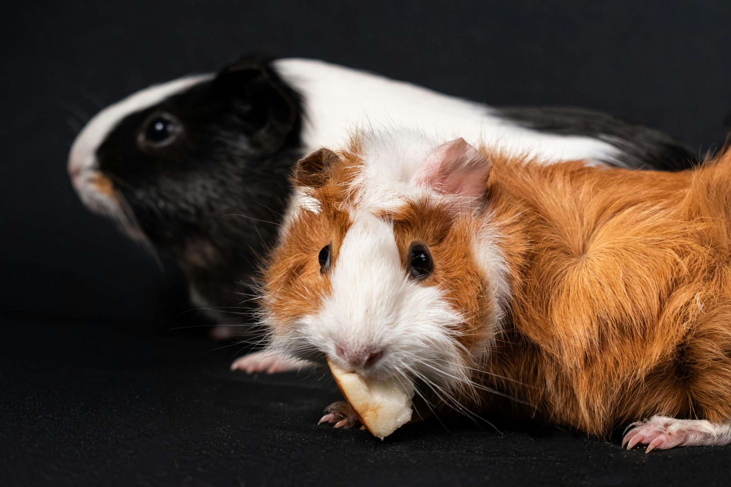 The Heart of Guinea Pig Care: Health & Happiness
