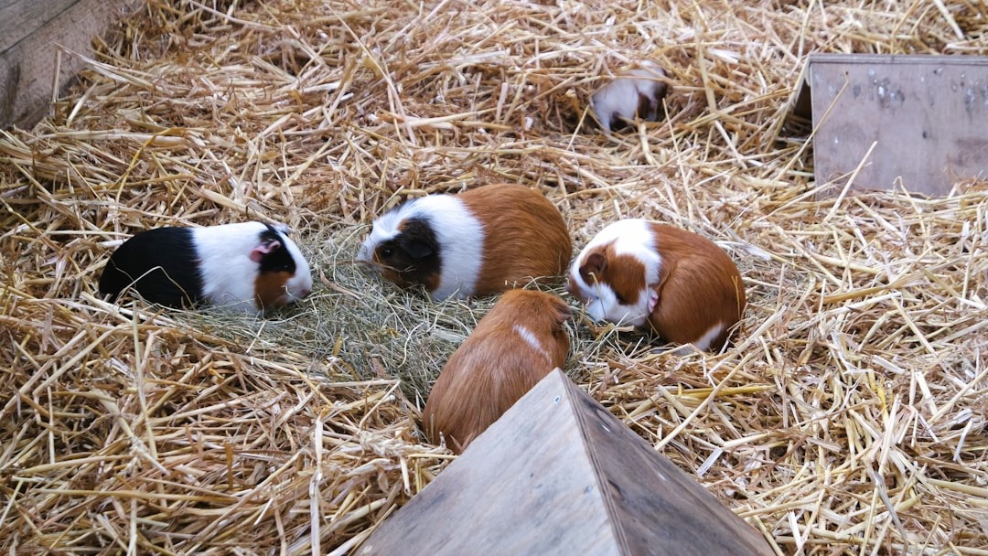 š¹ Behind the Scenes: What Prospective Guinea Pig Parents Donāt See