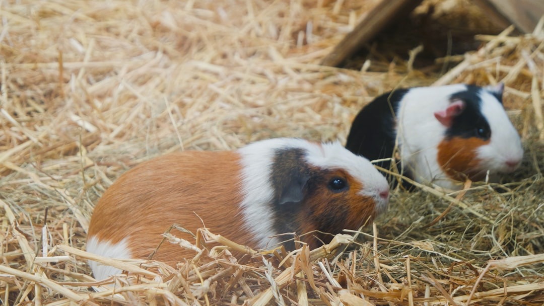 The Great Hay Swap: How to Refresh Your Guinea Pig’s Diet Without the Drama