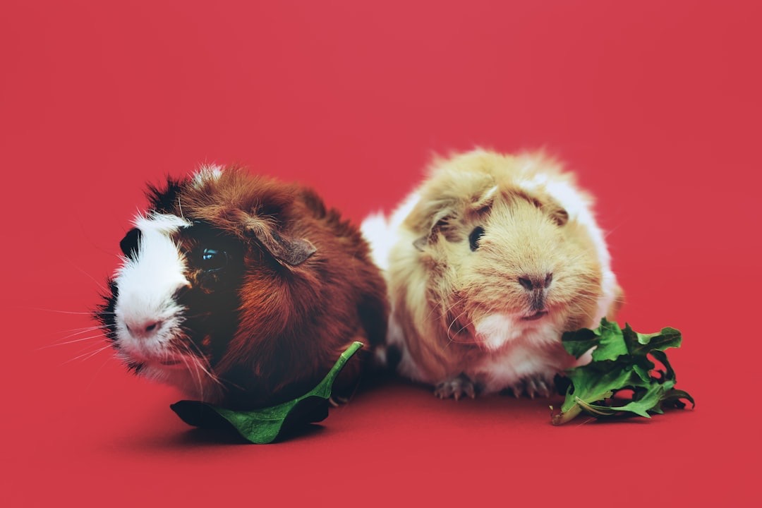 Bonded for Life: How to Get the Social Side of Guinea Pigs Right