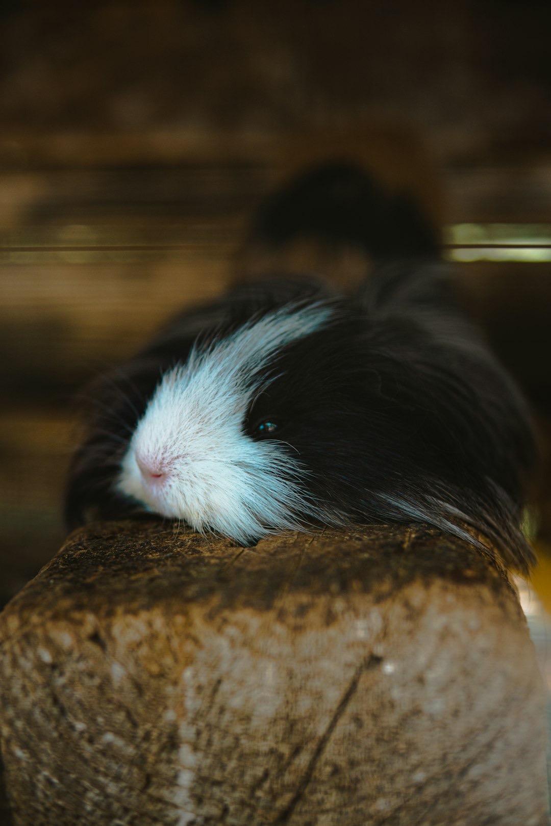 Guinea Pig Sleep Secrets: What Their Sleeping Positions, Sounds, and Routines Really Mean